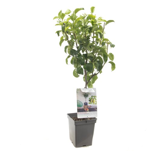 Perenboom Beurré Hardy - in 24cm-pot