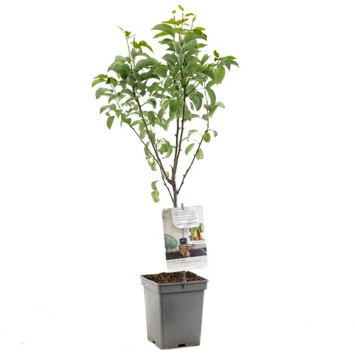 Perenboom Bonne Louise - in 24cm-pot