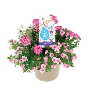 Perkplanten in sierpot, in 29cm-pot