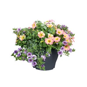 Perkplanten in terraspot