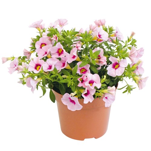 Petunia 'Million Bells', in 12cm-pot - afbeelding 1