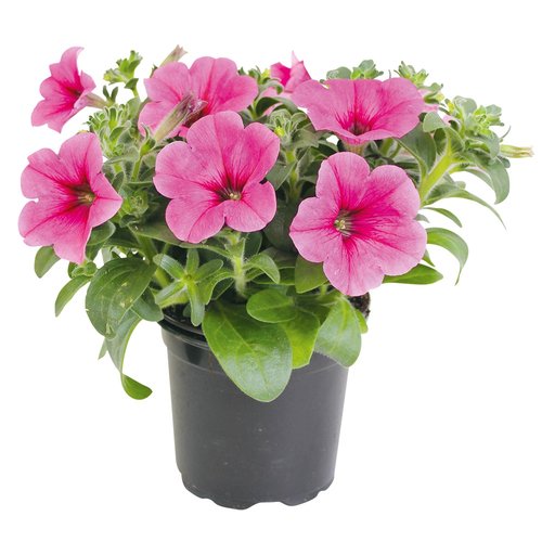 Petunia Surfinia, in 12cm-pot - afbeelding 1
