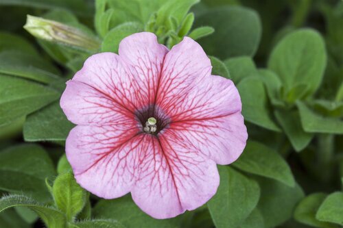 Petunia Surfinia, in 12cm-pot - afbeelding 3