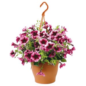 Petunia Surfinia, in hangpot - afbeelding 1