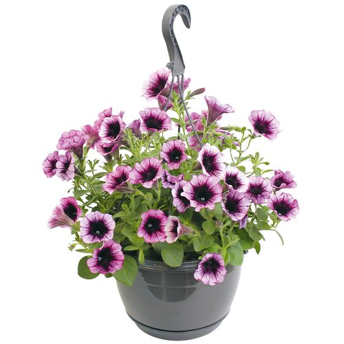 Petunia Surfinia in hangpot - afbeelding 1