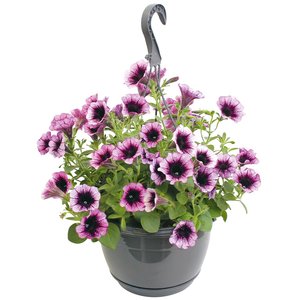 Petunia Surfinia in hangpot - afbeelding 1