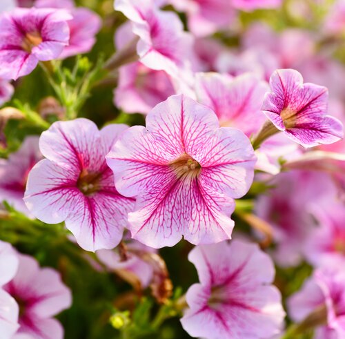 Petunia Surfinia in hangpot - afbeelding 2