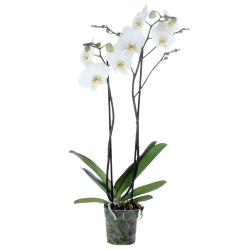 Phalaenopsis 2 tak