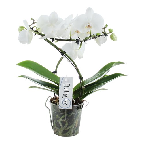 Phalaenopsis Balletto Wing 2 tak, minimaal 16 bloemen
