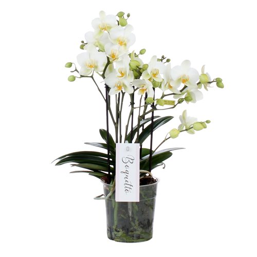 Phalaenopsis Boquetto Beauty 3 tak, minimaal 30 bloem