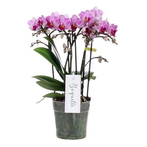 Phalaenopsis Boquetto Delight 3 tak, minimaal  30 bloem