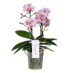 Phalaenopsis Boquetto Romantico 3 tak, minimaal 30 bloem
