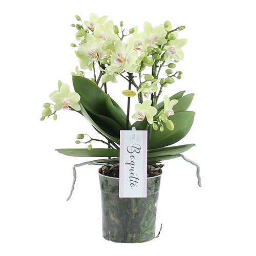 Phalaenopsis Boquetto Sensation 3 tak, minimaal 30 bloem