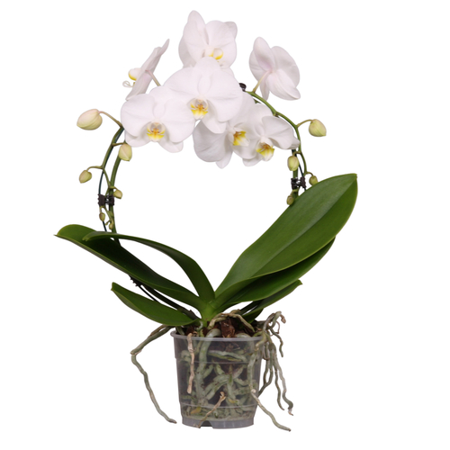 Phalaenopsis 'CirkelZ', in 12cm-pot