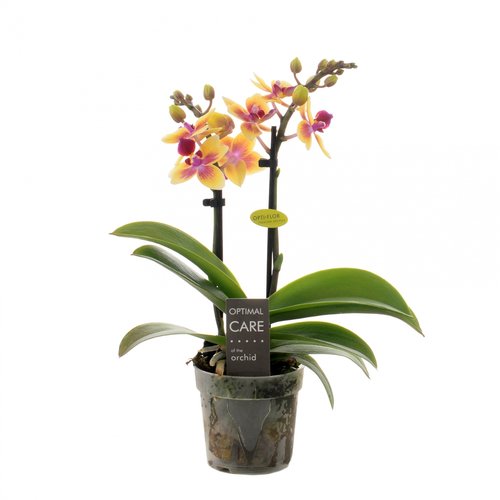 Phalaenopsis mini geel 2 tak, in 7cm-pot