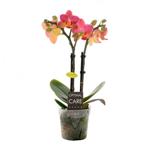 Phalaenopsis mini oranje 2 tak, in 7cm-pot