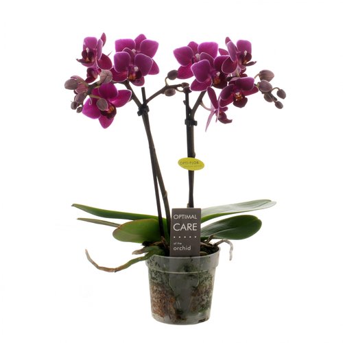 Phalaenopsis mini paars 2 tak, in 7cm-pot