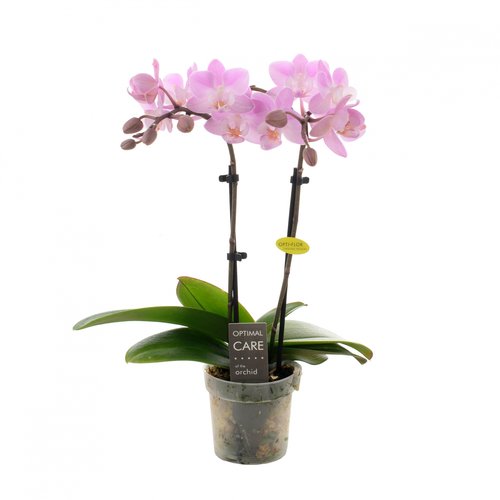 Phalaenopsis mini roze 2 tak, in 7cm-pot