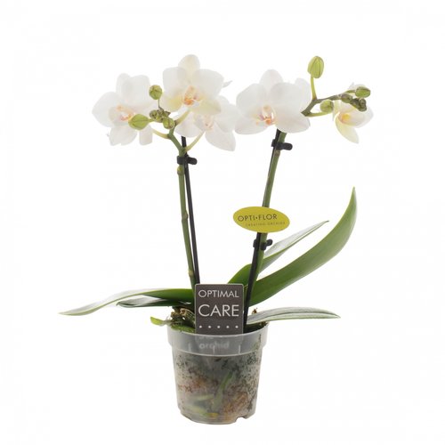 Phalaenopsis mini wit 2 tak, in 7cm-pot