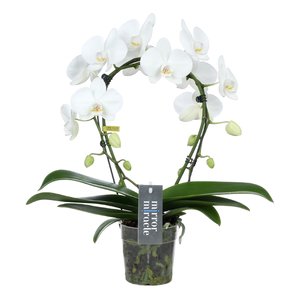 Phalaenopsis Mirror Miracle Aurora 2 tak, minimaal 15 bloemen