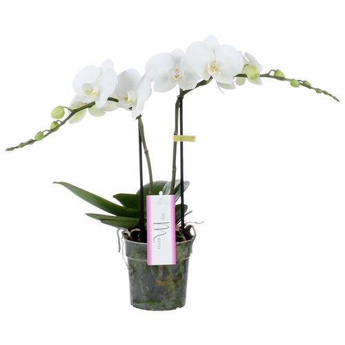 Phalaenopsis MyMonro Blondy 2 tak, minimaal 30 bloemen