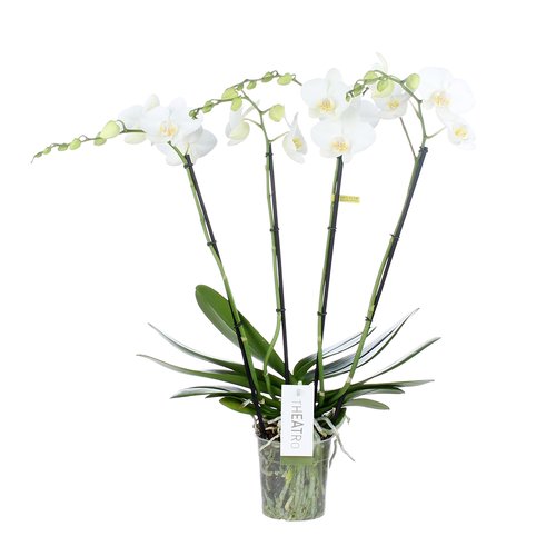 Phalaenopsis Theatro Jazz 4 tak, minimaal 21 bloemen