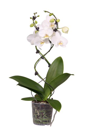Phalaenopsis 'TwisterZ', in 12cm-pot