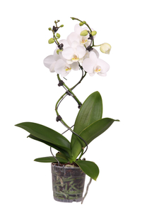 Phalaenopsis 'TwisterZ', in 12cm-pot