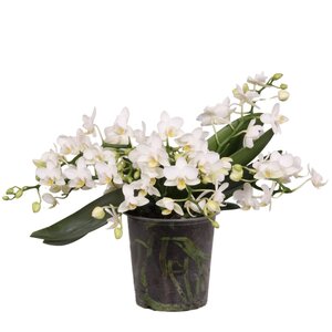 Phalaenopsis ‘WildZ’, in 12cm-pot