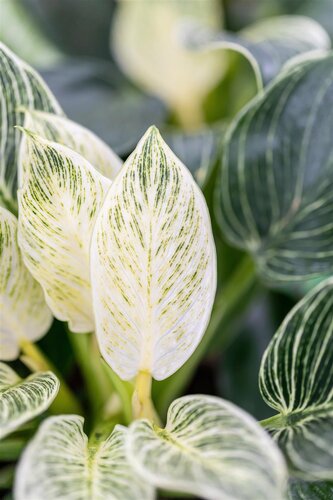 Philodendron Birkin 12cm - afbeelding 1