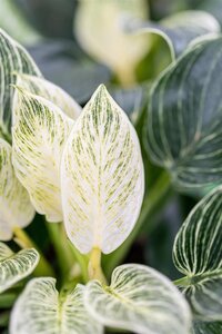 Philodendron Birkin 12cm - afbeelding 1