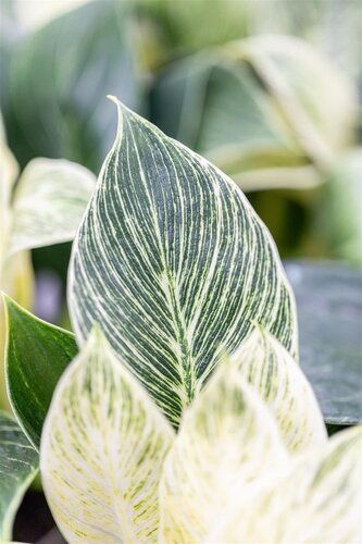 Philodendron Birkin 12cm - afbeelding 3