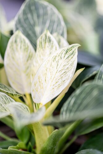 Philodendron Birkin, in 12cm-pot - afbeelding 4