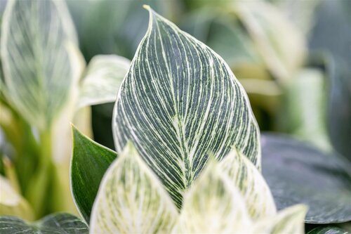 Philodendron Birkin, in 12cm-pot - afbeelding 2