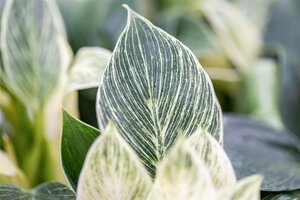 Philodendron Birkin, in 12cm-pot - afbeelding 2