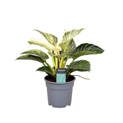 Philodendron Birkin, in 12cm-pot - afbeelding 1