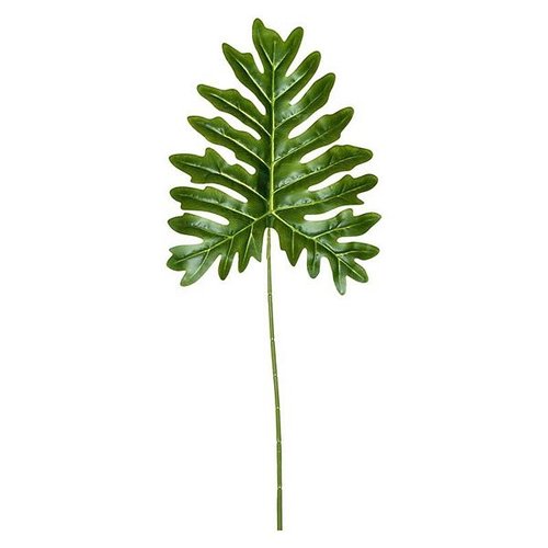 Philodendron blad