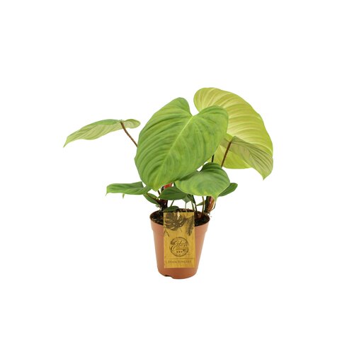 Philodendron Florida Green, in 15cm-pot