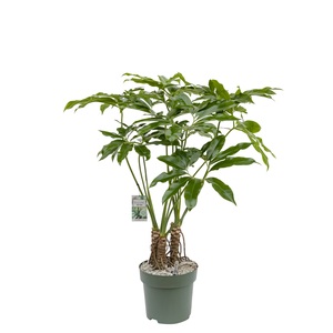 Philodendron Fun Bun, in 30cm-pot - afbeelding 1