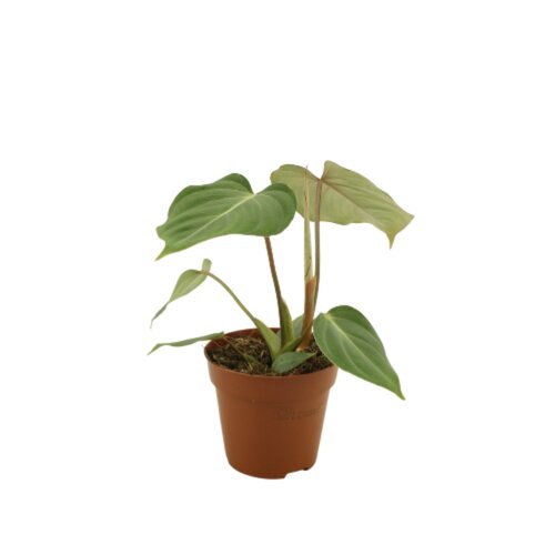 Philodendron Gloriosum, in 12cm-pot