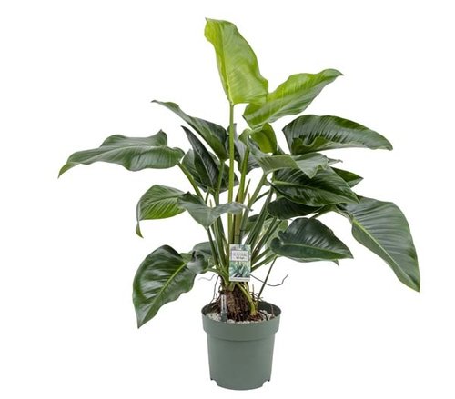 Philodendron Green Beauty, in 27cm-pot - afbeelding 1