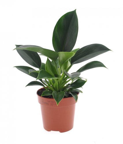 Philodendron Green Princess, in 12cm-pot