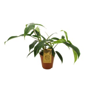 Philodendron, in 15cm-pot