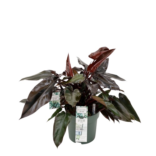 Philodendron Lisa, in 27cm-pot - afbeelding 1