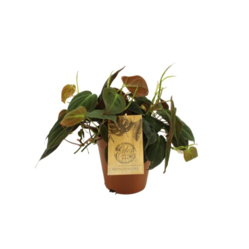 Philodendron Micans, in 15cm-pot