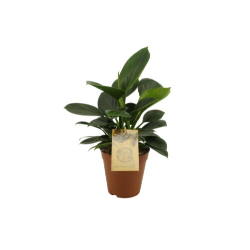 Philodendron Oxypure, in 15cm-pot