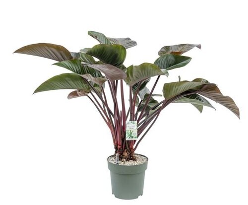 Philodendron Red Beauty, in 30cm-pot - afbeelding 1