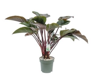 Philodendron Red Beauty, in 30cm-pot - afbeelding 1