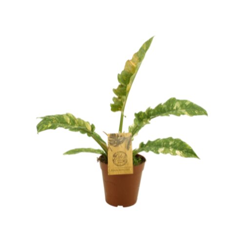 Philodendron Ring Of Fire, in 15cm-pot
