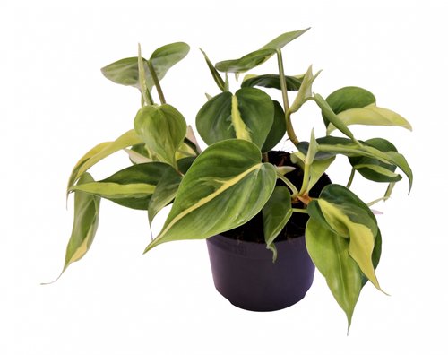 Philodendron Scandens Brasil, in 12cm-pot